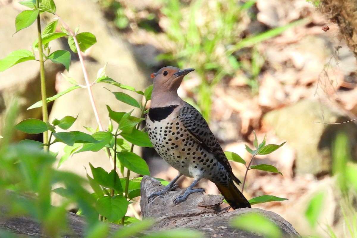 Northern Flicker - Betty Lou Peckham