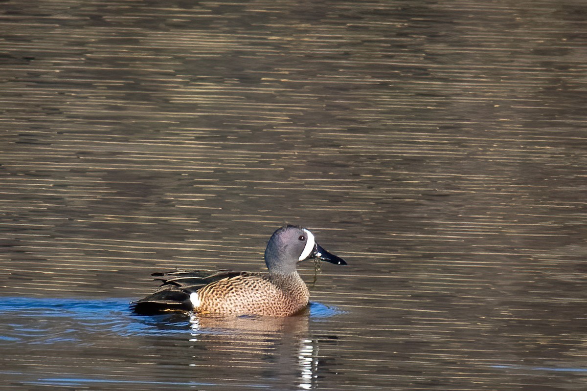 Blue-winged Teal - ML617309145