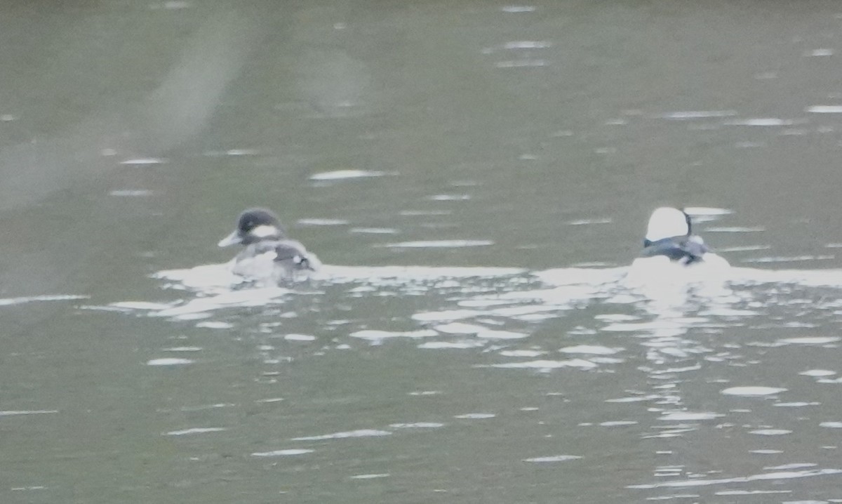 Bufflehead - Steve Mayo