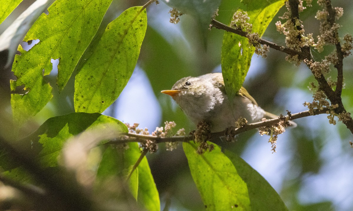 Western Crowned Warbler - ML617309178