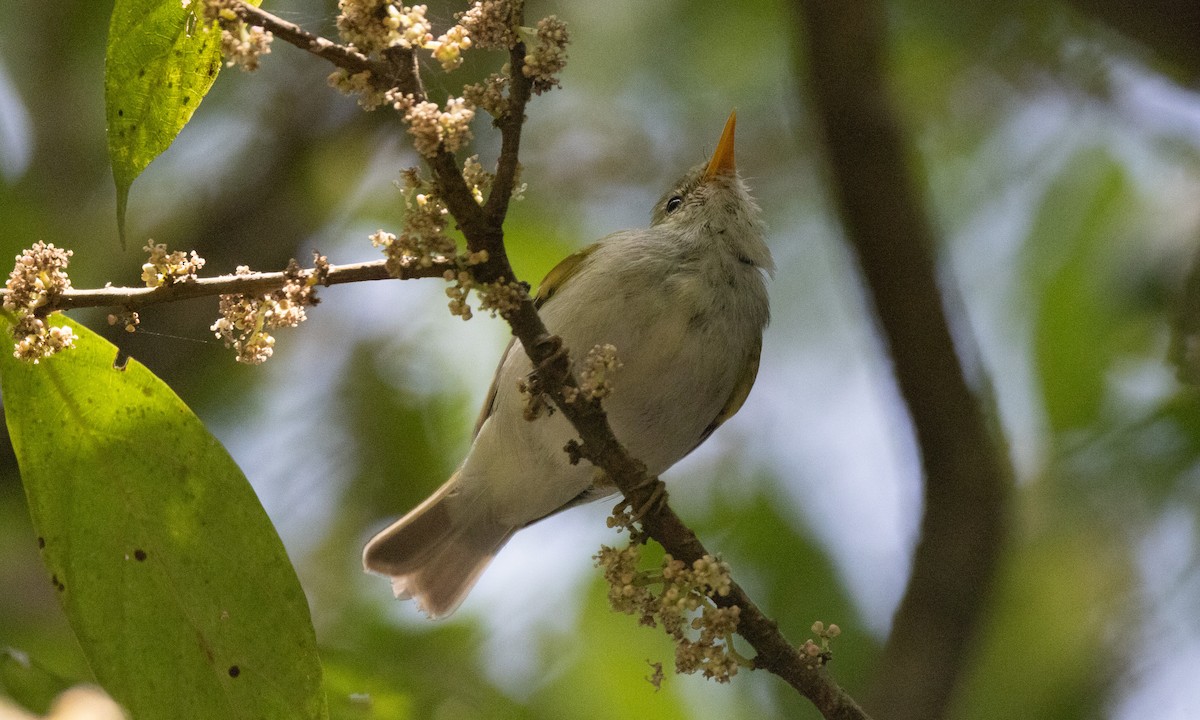 Western Crowned Warbler - ML617309181