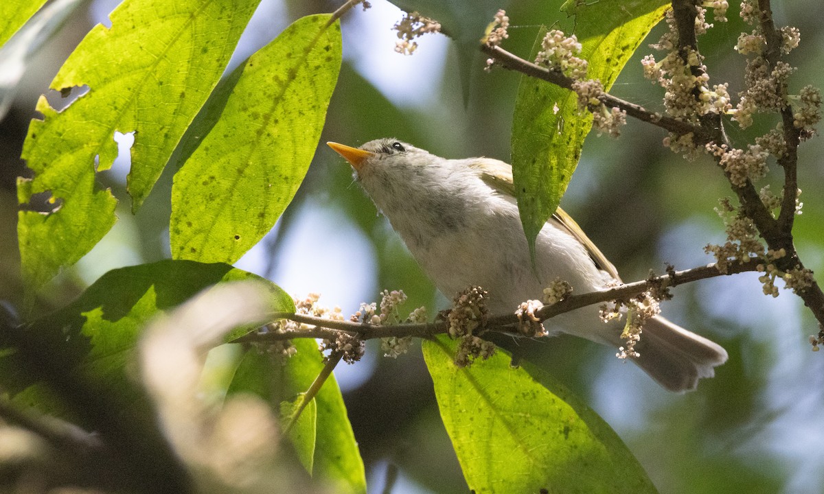 Western Crowned Warbler - ML617309182