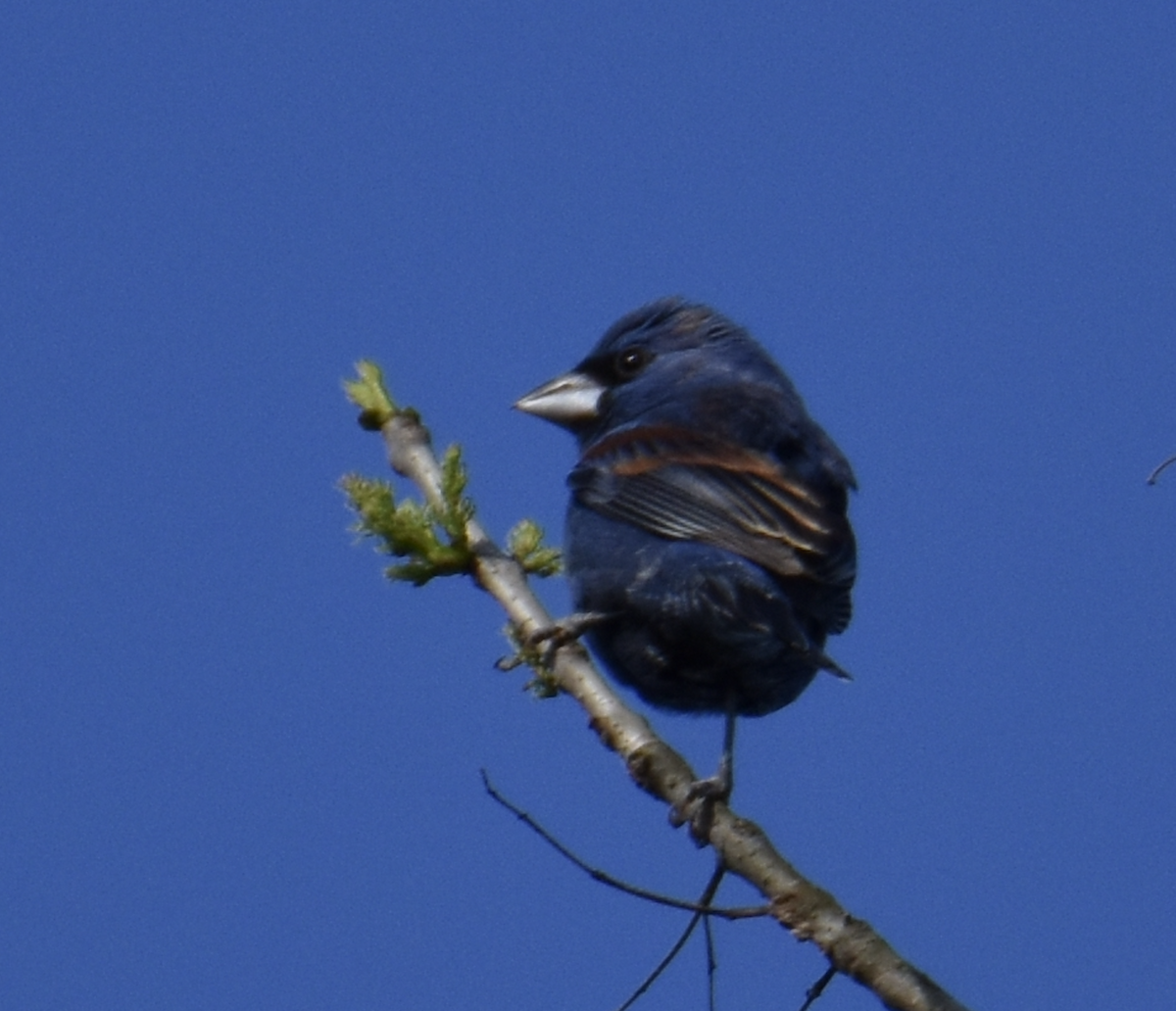 Blue Grosbeak - ML617309195