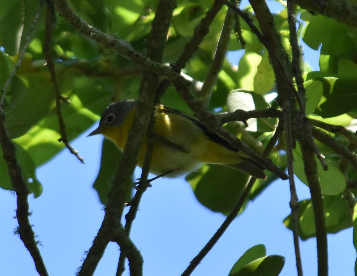 Nashville Warbler - ML617309210