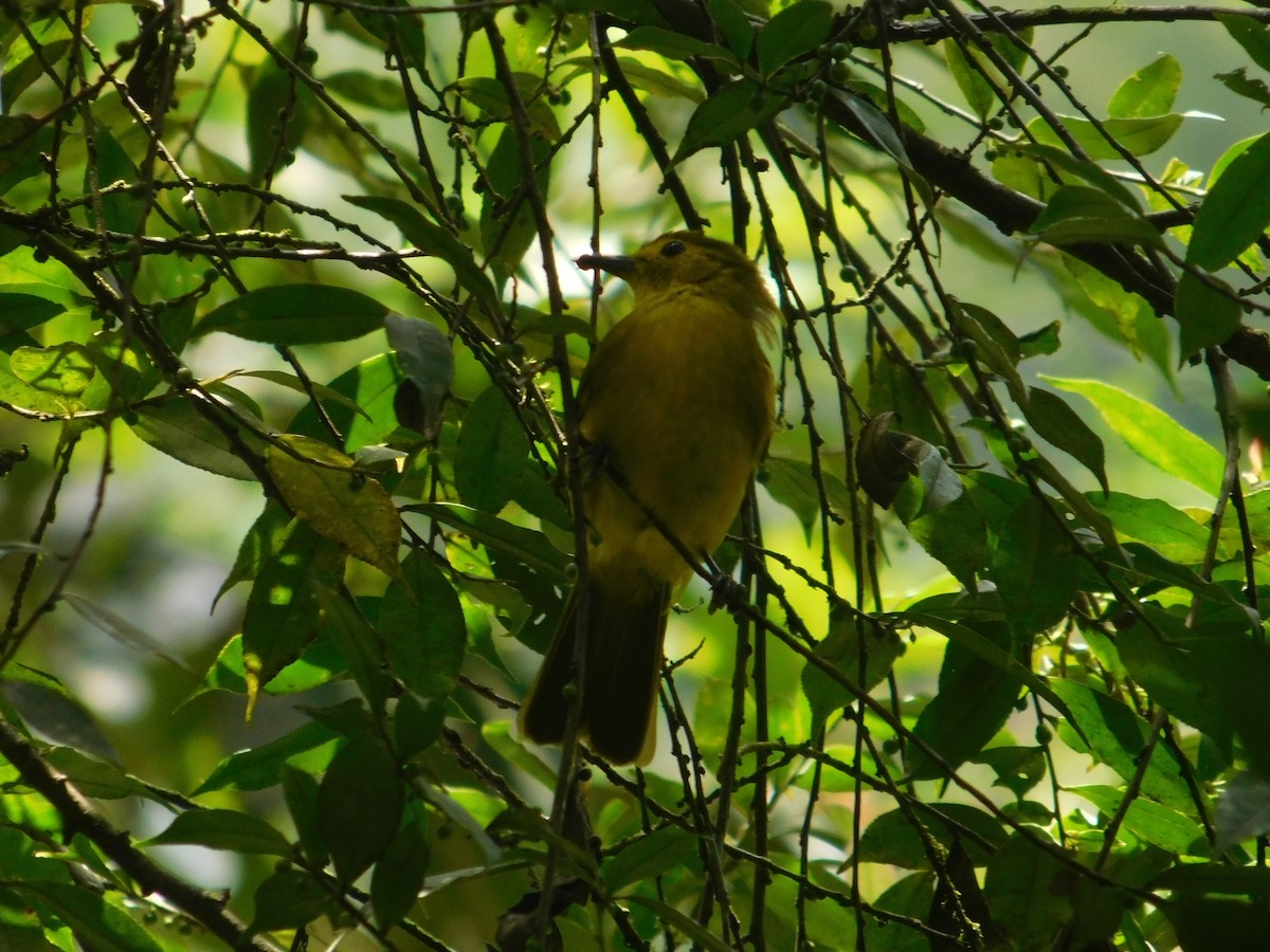 Yellow-browed Bulbul - Chathura De Silva