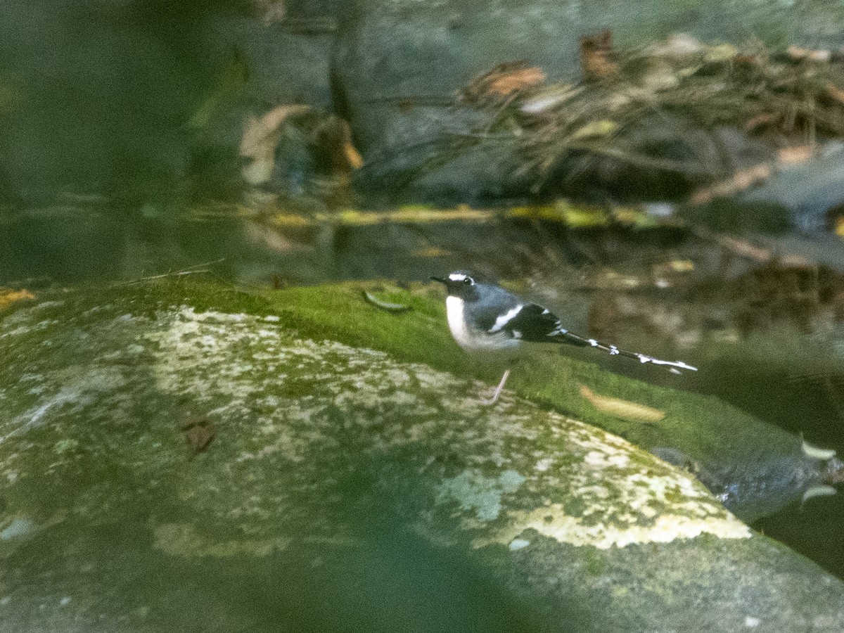 Slaty-backed Forktail - Chonseng Sangma