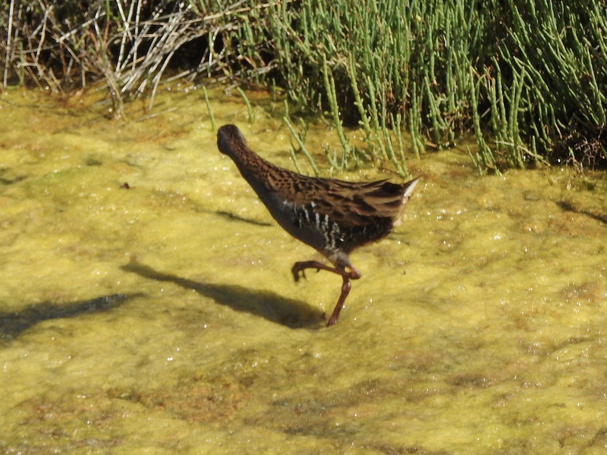 Water Rail - ML617309287