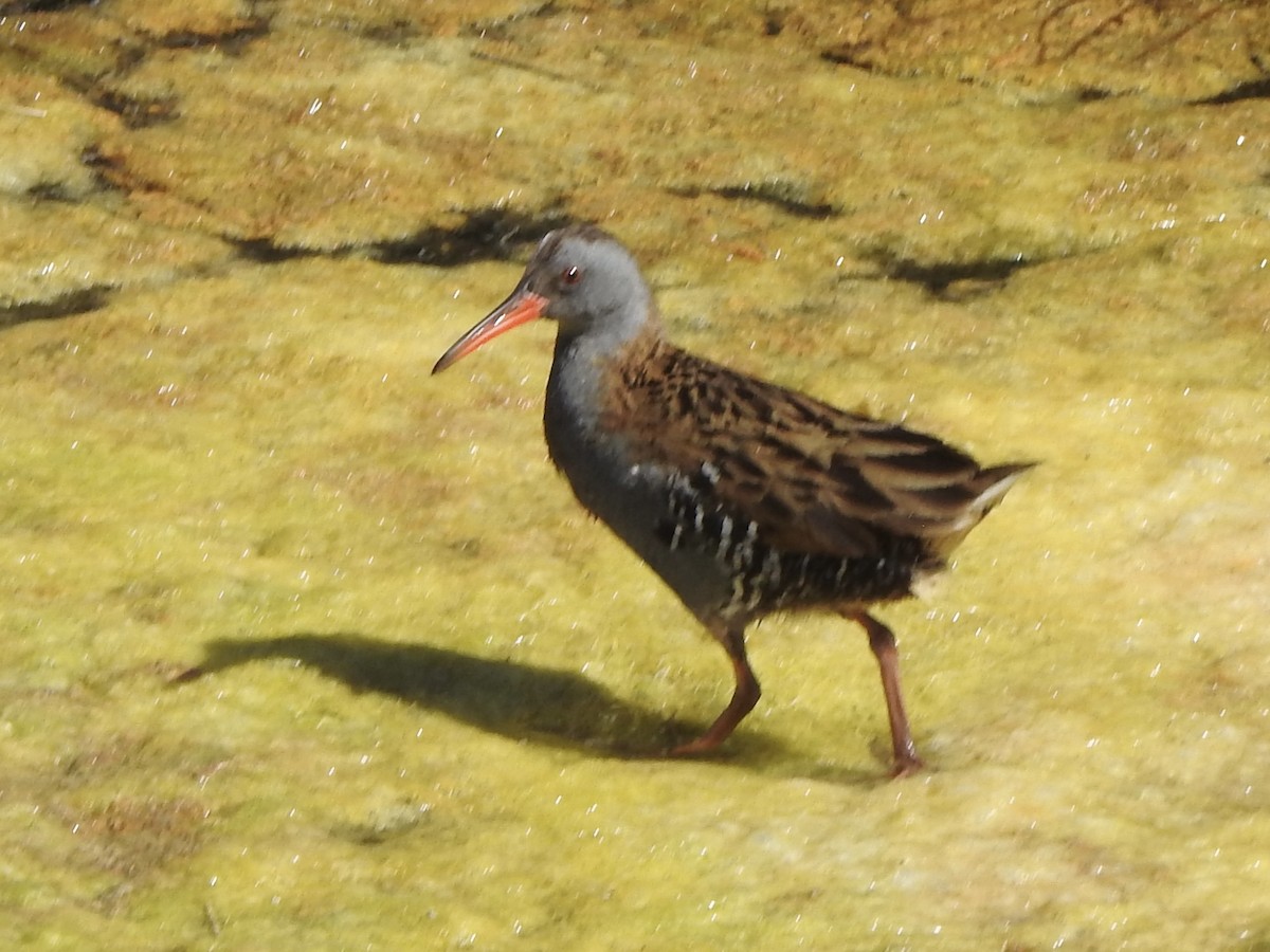 Water Rail - ML617309288