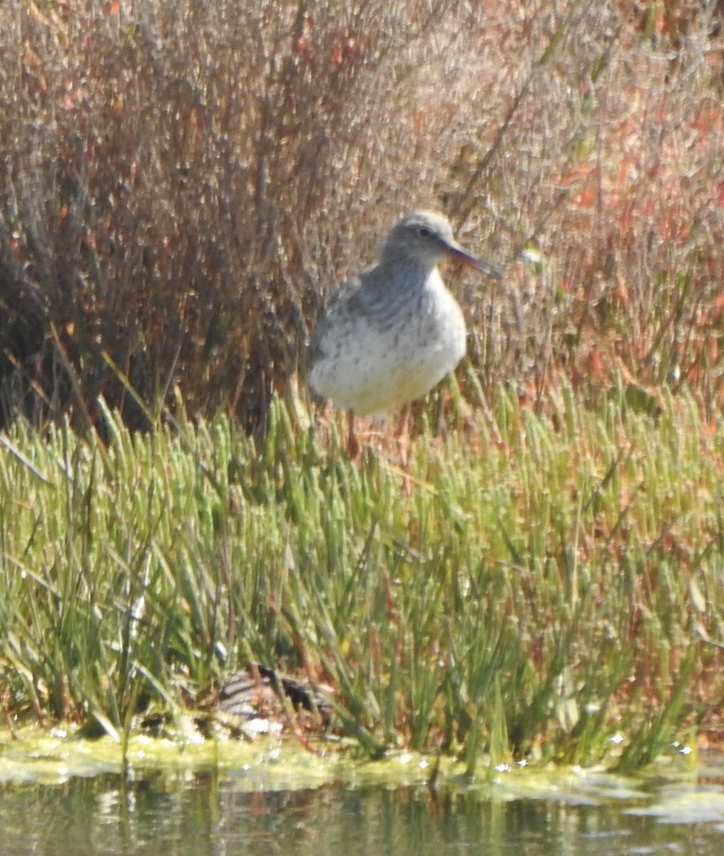 Common Redshank - ML617309304