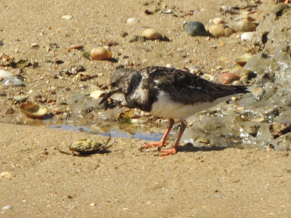 Ruddy Turnstone - ML617309315