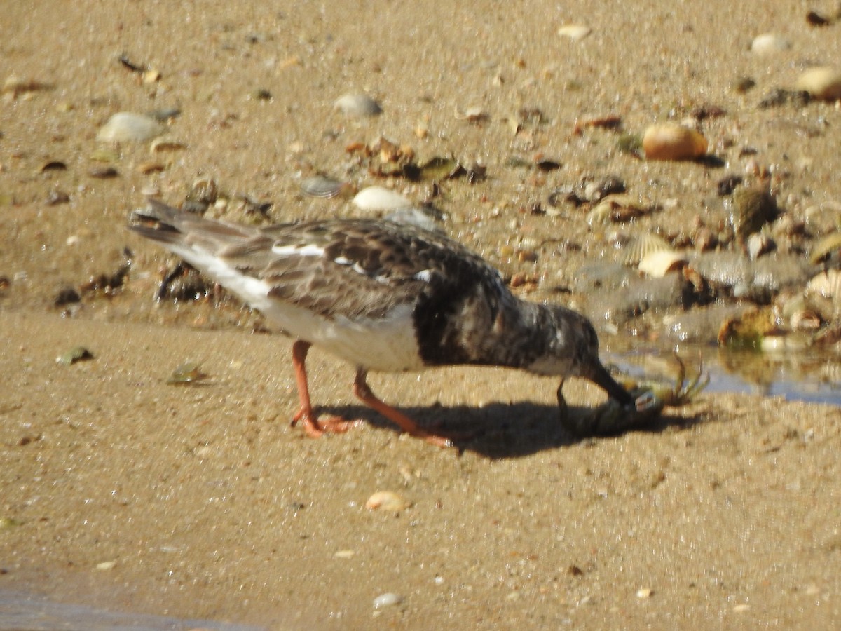 Ruddy Turnstone - Dan Stoker