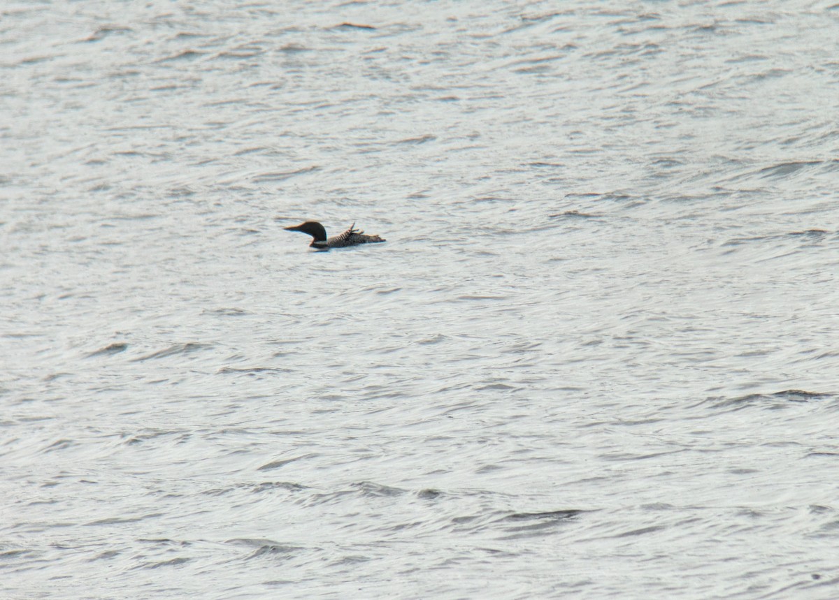 Common Loon - Richard Kurtz