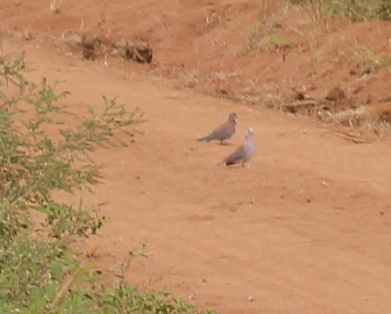 Laughing Dove - ML617309320