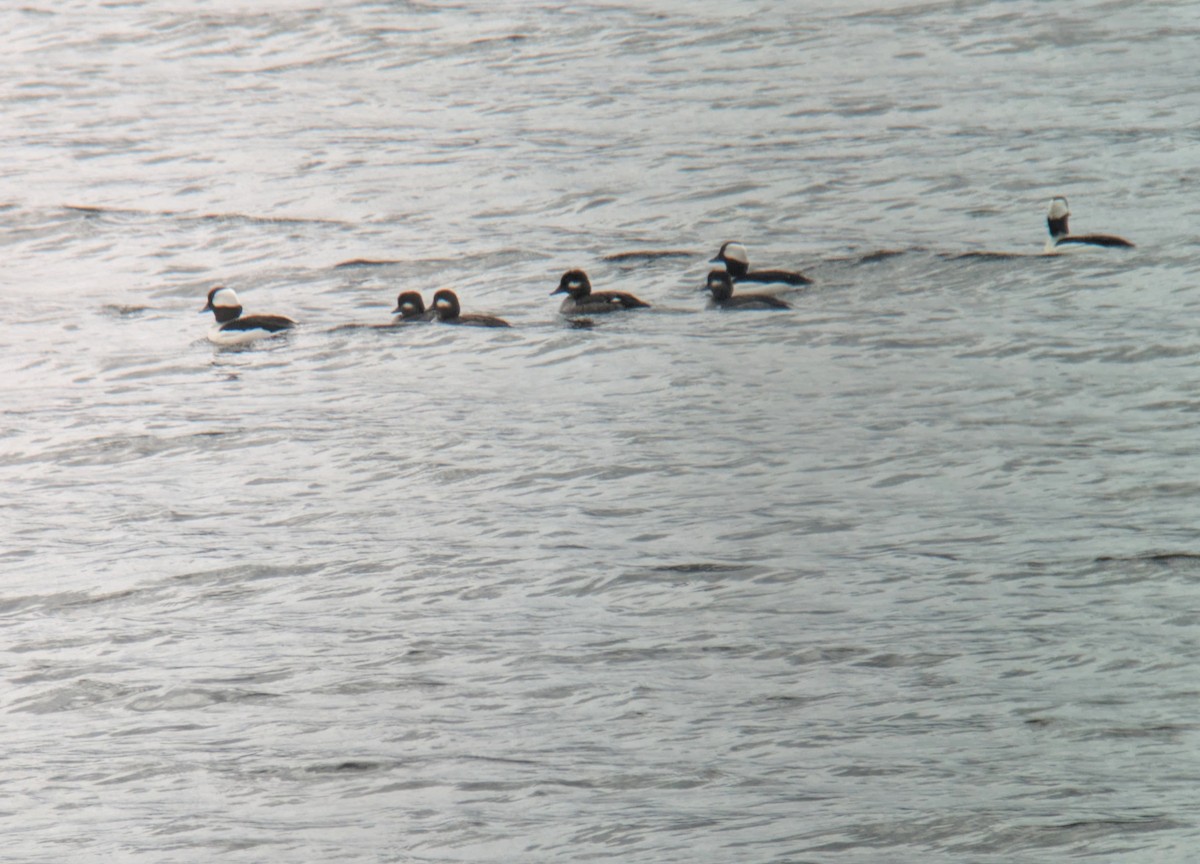 Bufflehead - ML617309356