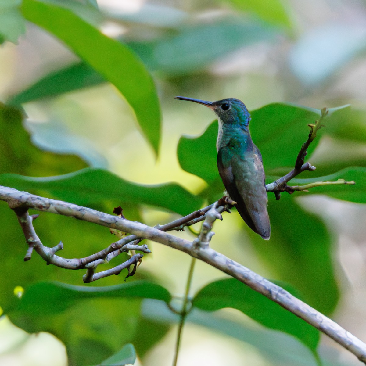 Versicolored Emerald - Luz S Cardona M