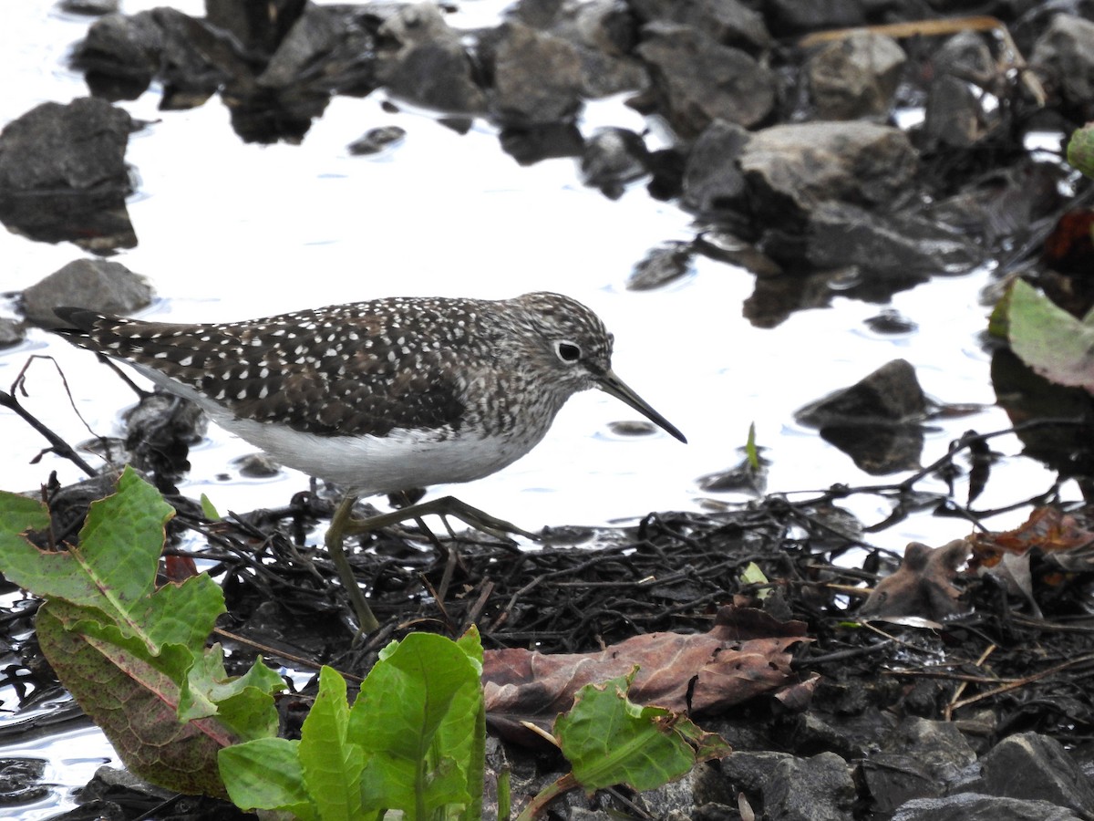 Solitary Sandpiper - ML617309362