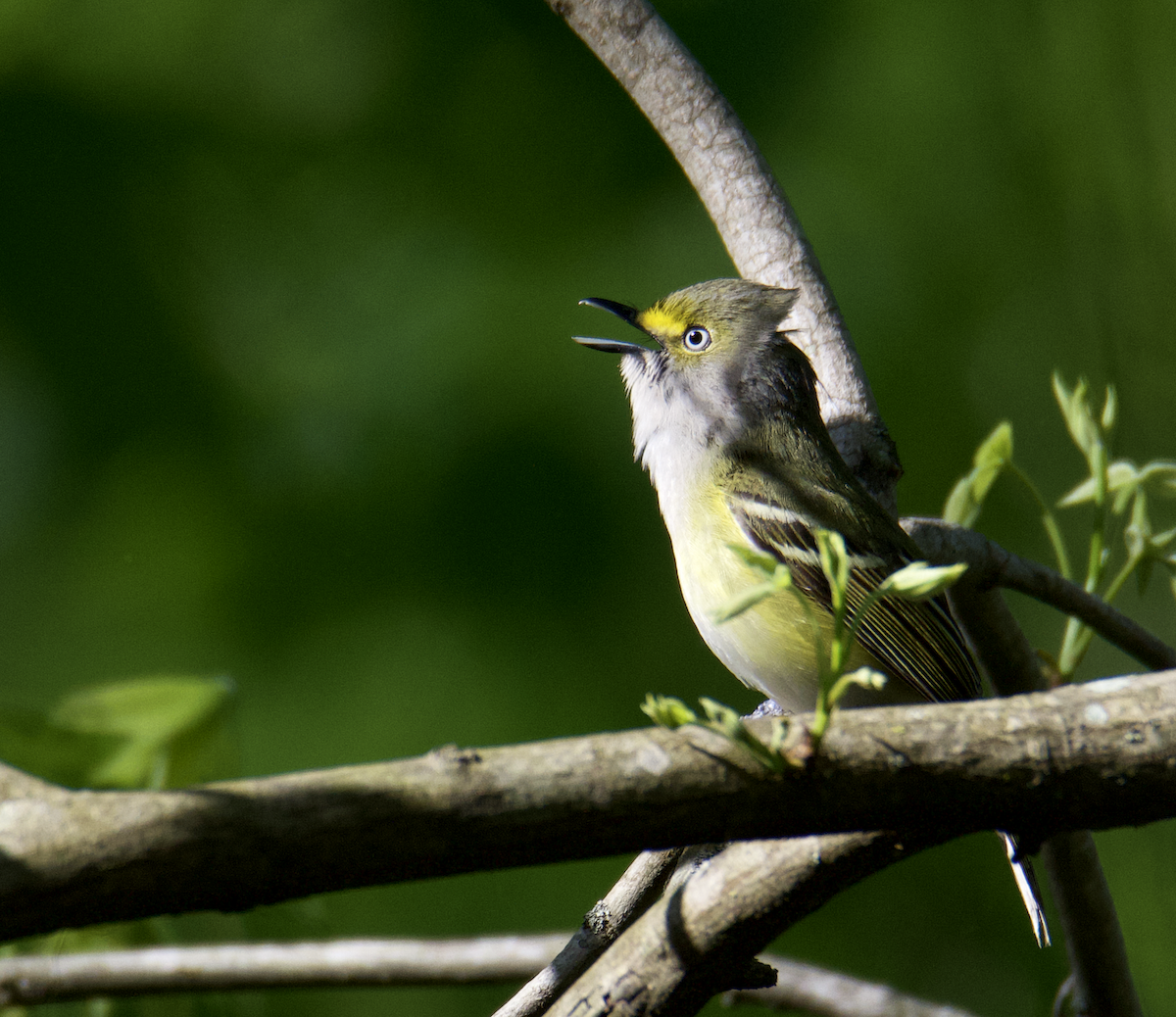White-eyed Vireo - ML617309373