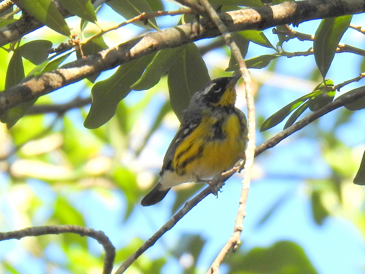 Magnolia Warbler - ML617309376