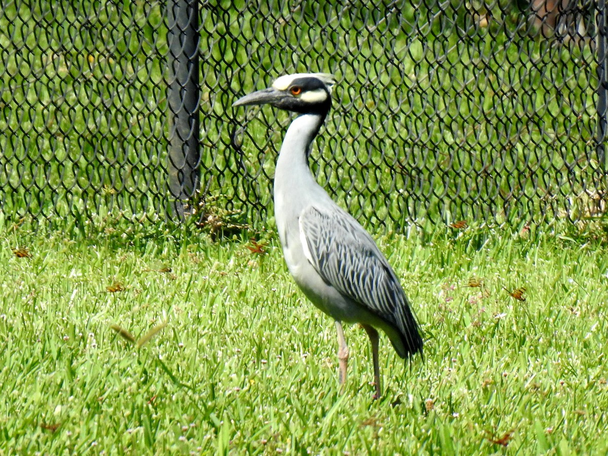 Yellow-crowned Night Heron - ML617309396