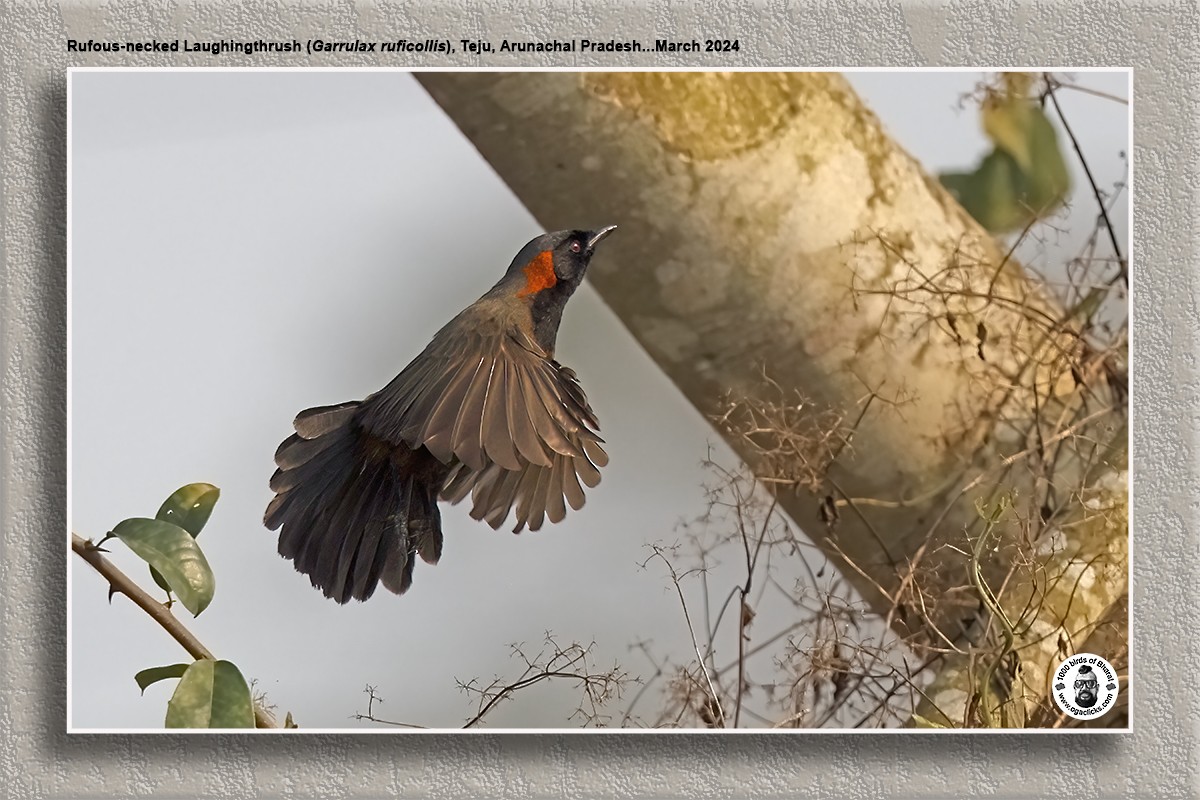 Rufous-necked Laughingthrush - Saravanan Janakarajan