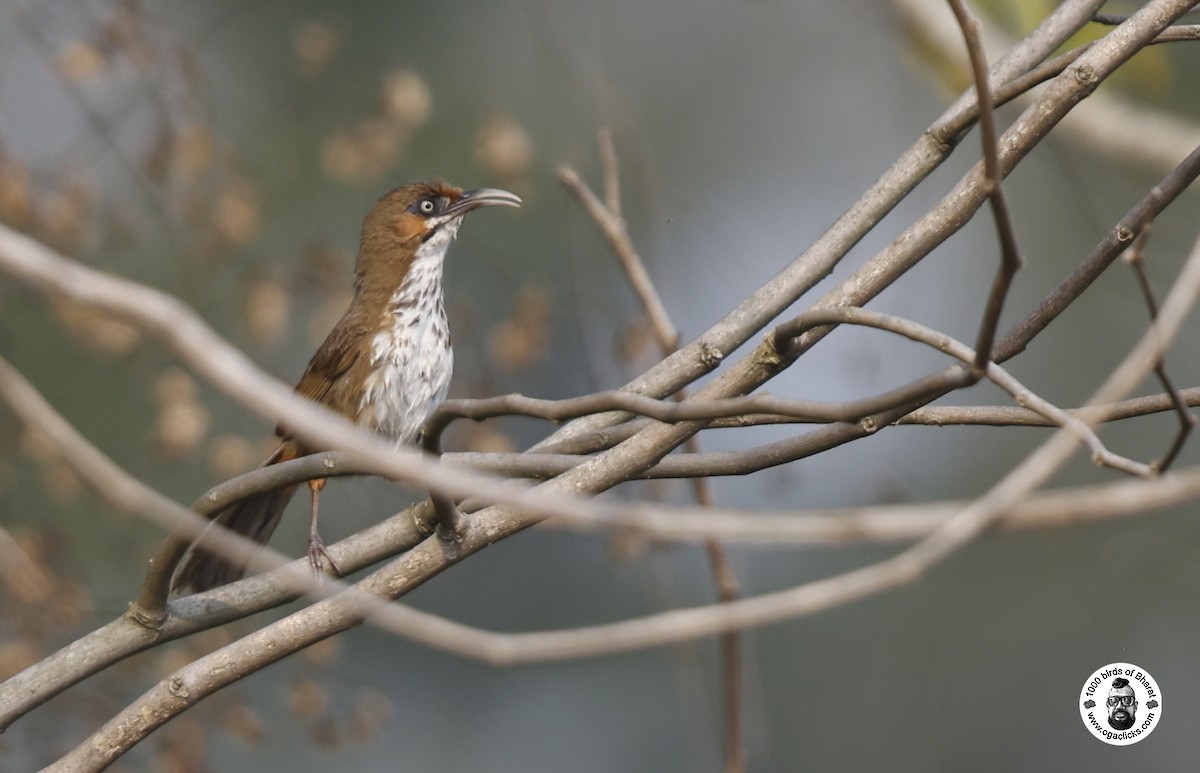 Spot-breasted Scimitar-Babbler - Saravanan Janakarajan