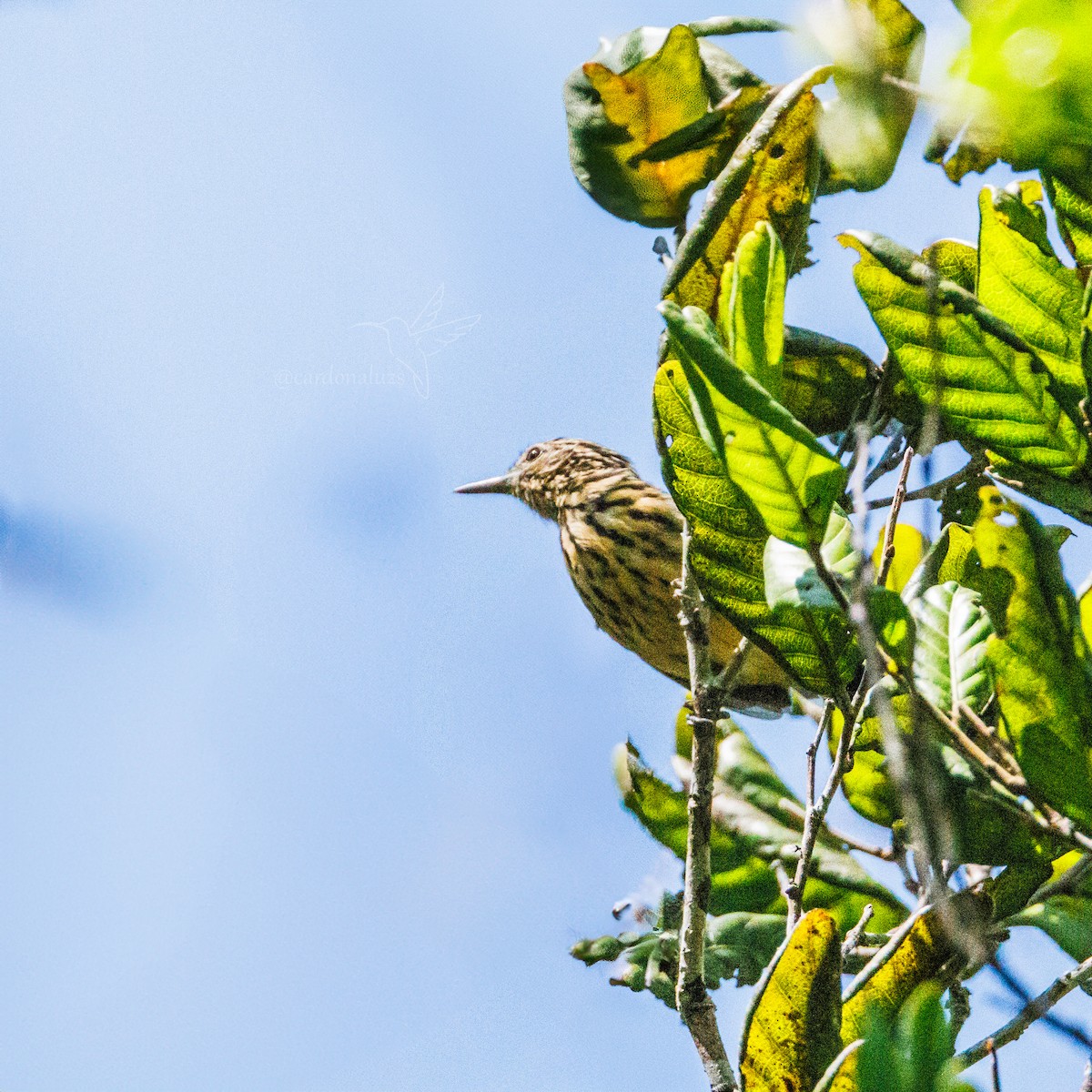 Cherrie's Antwren - Luz S Cardona M