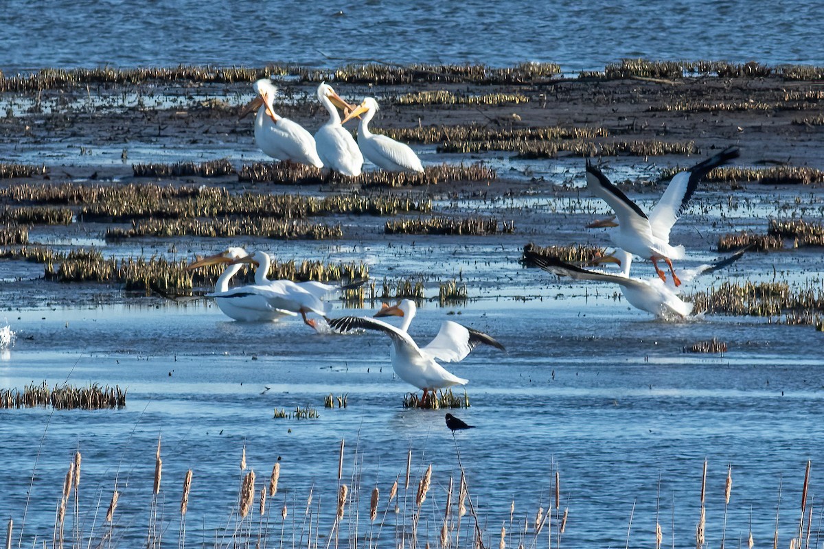 American White Pelican - ML617309514