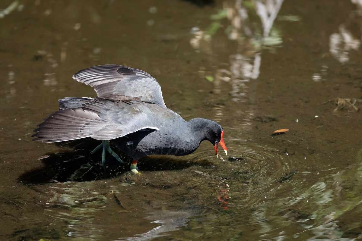 Common Gallinule - ML617309518