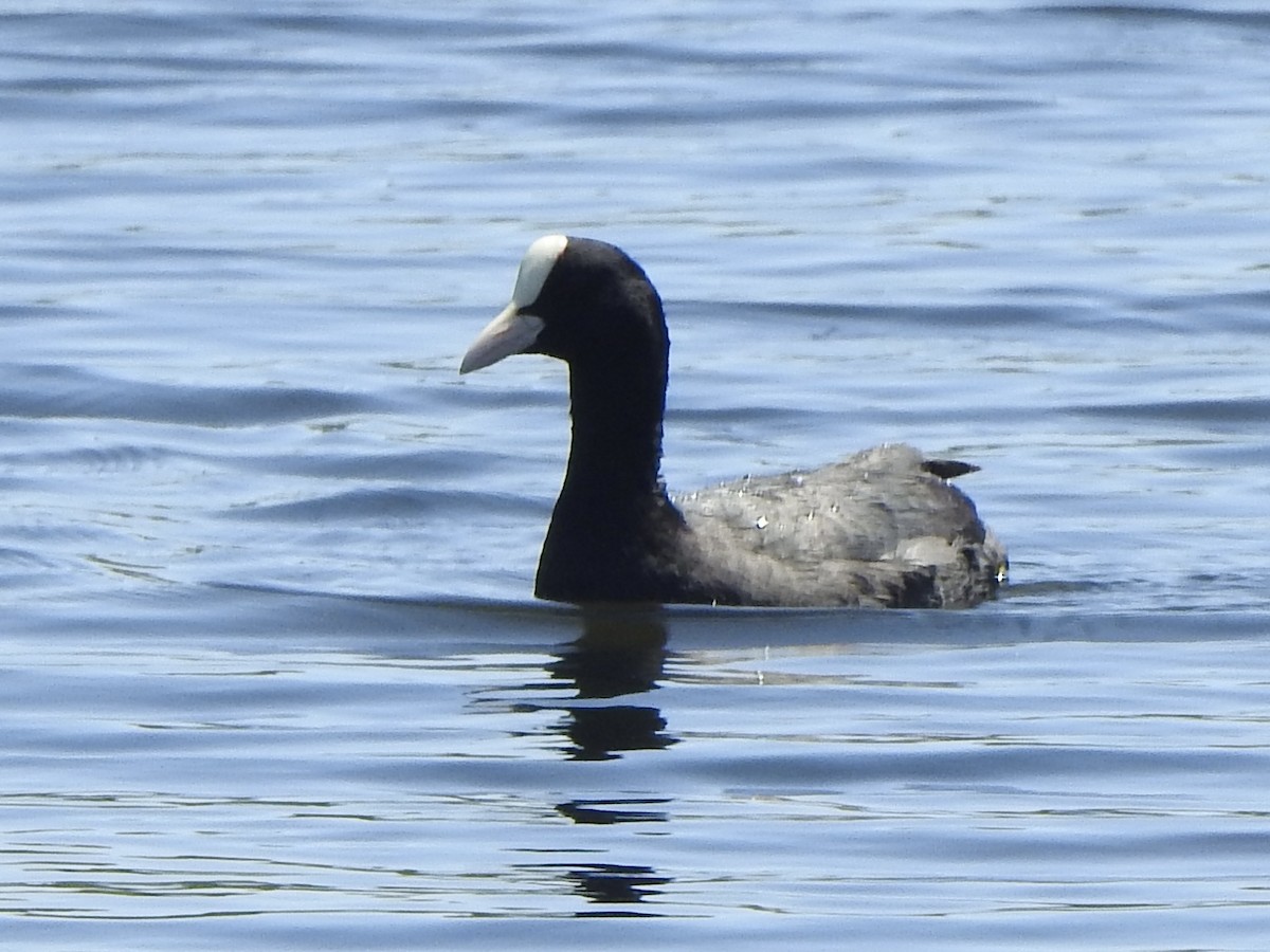 Eurasian Coot - ML617309520