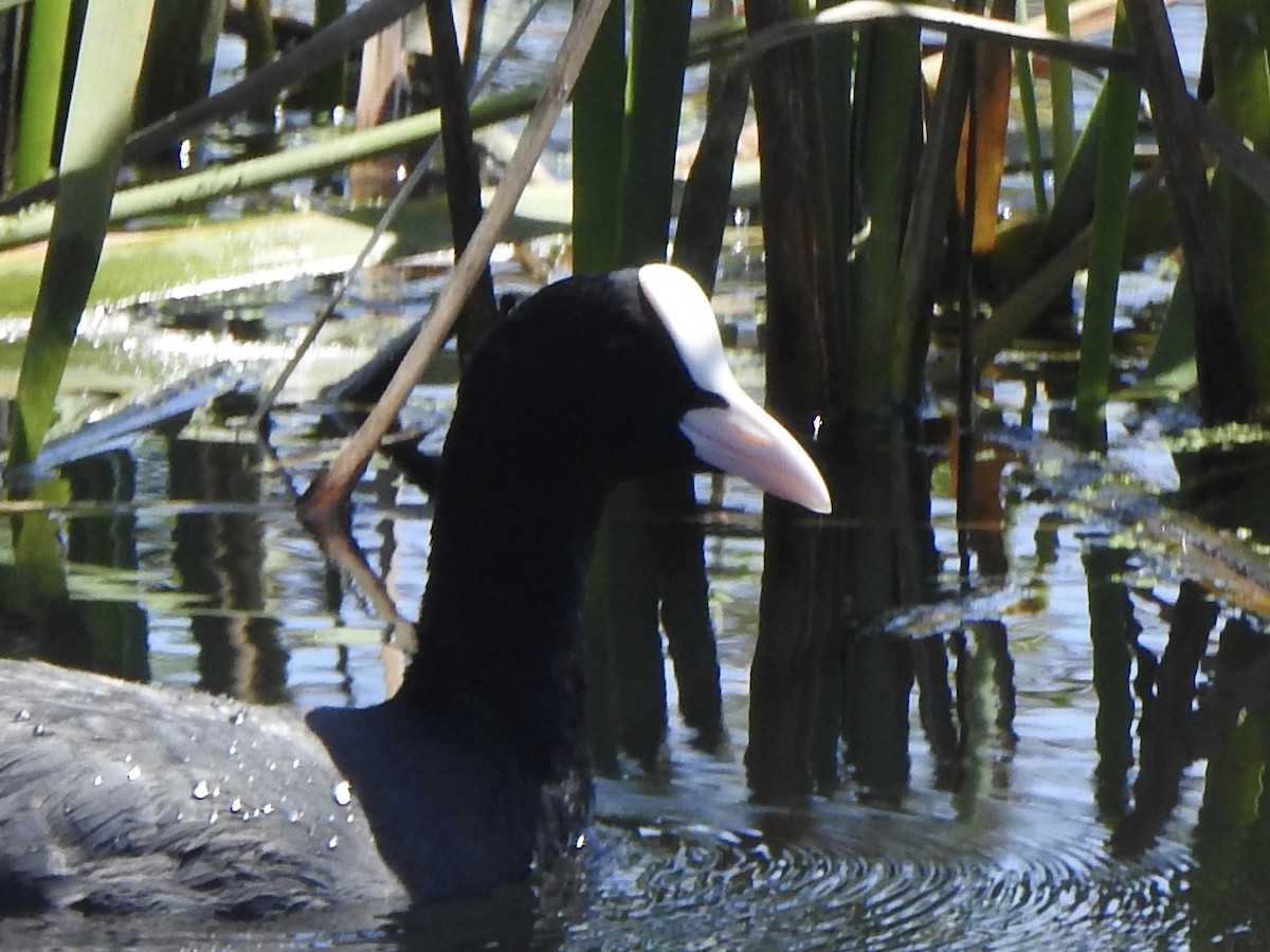 Eurasian Coot - Dan Stoker