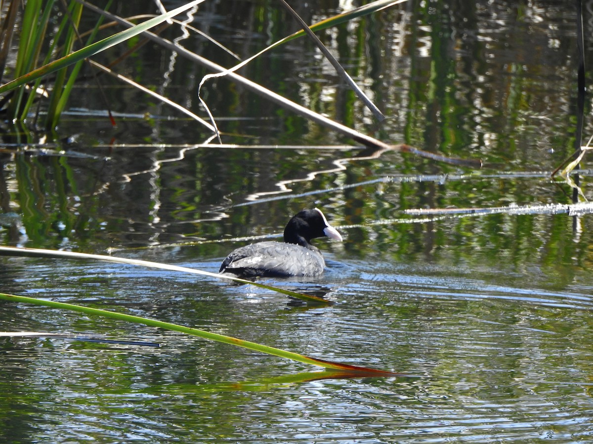 Eurasian Coot - Dan Stoker