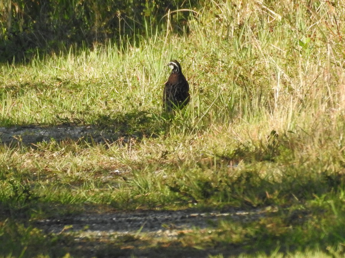 Northern Bobwhite - ML617309535