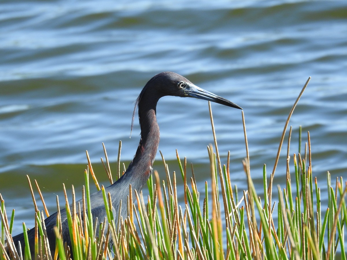 Little Blue Heron - ML617309561