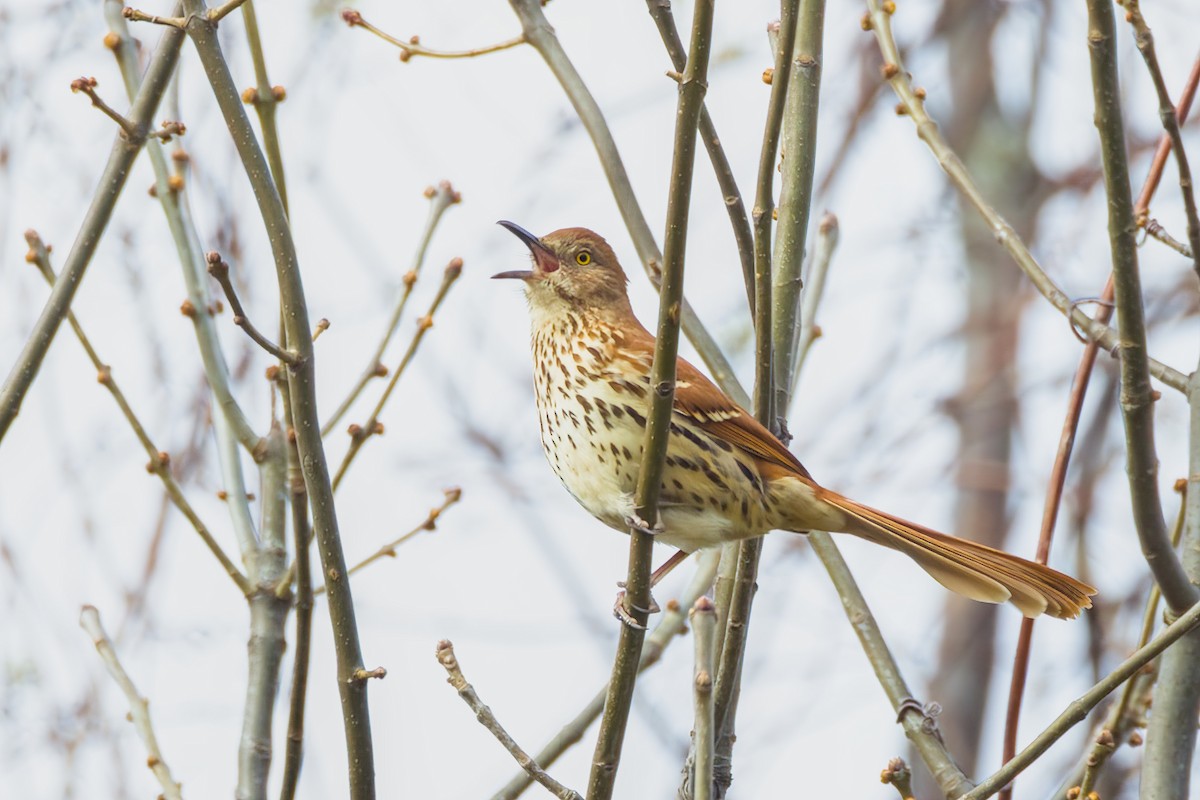 Brown Thrasher - ML617309601