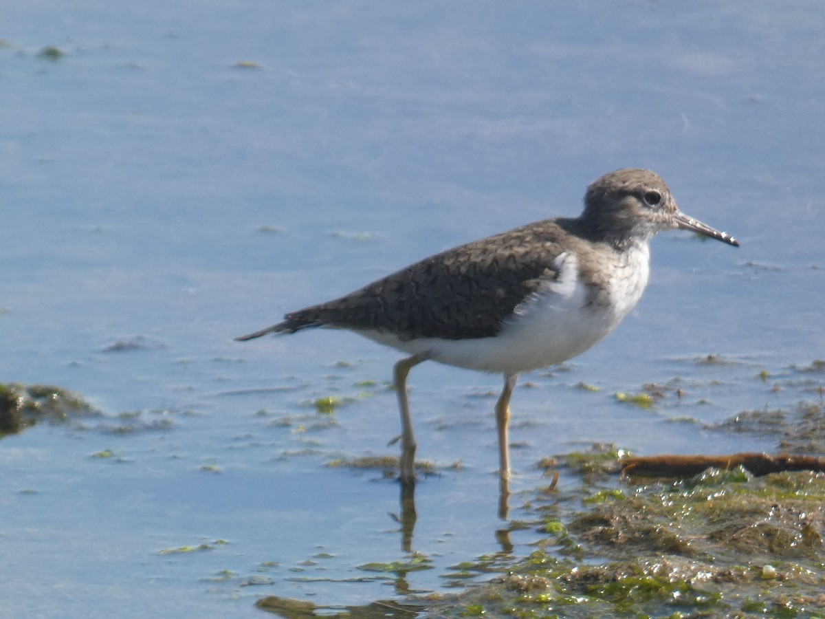 Common Sandpiper - ML617309686