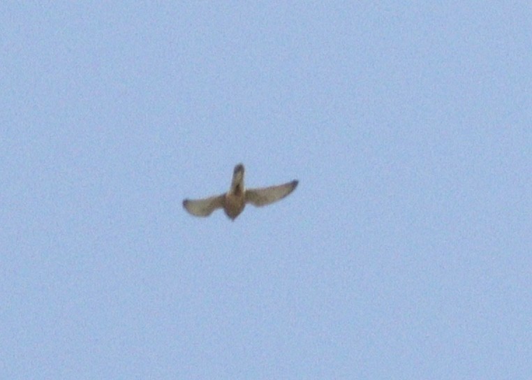 Lesser/Eurasian Kestrel - ML617309705