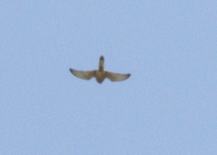 Lesser/Eurasian Kestrel - ML617309706