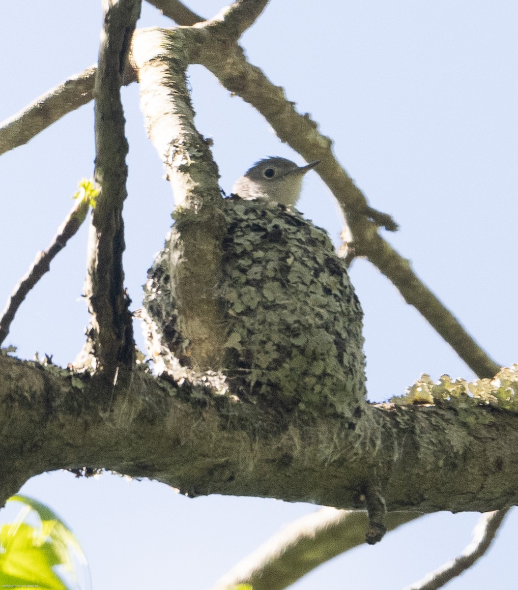 Blue-gray Gnatcatcher - ML617309712