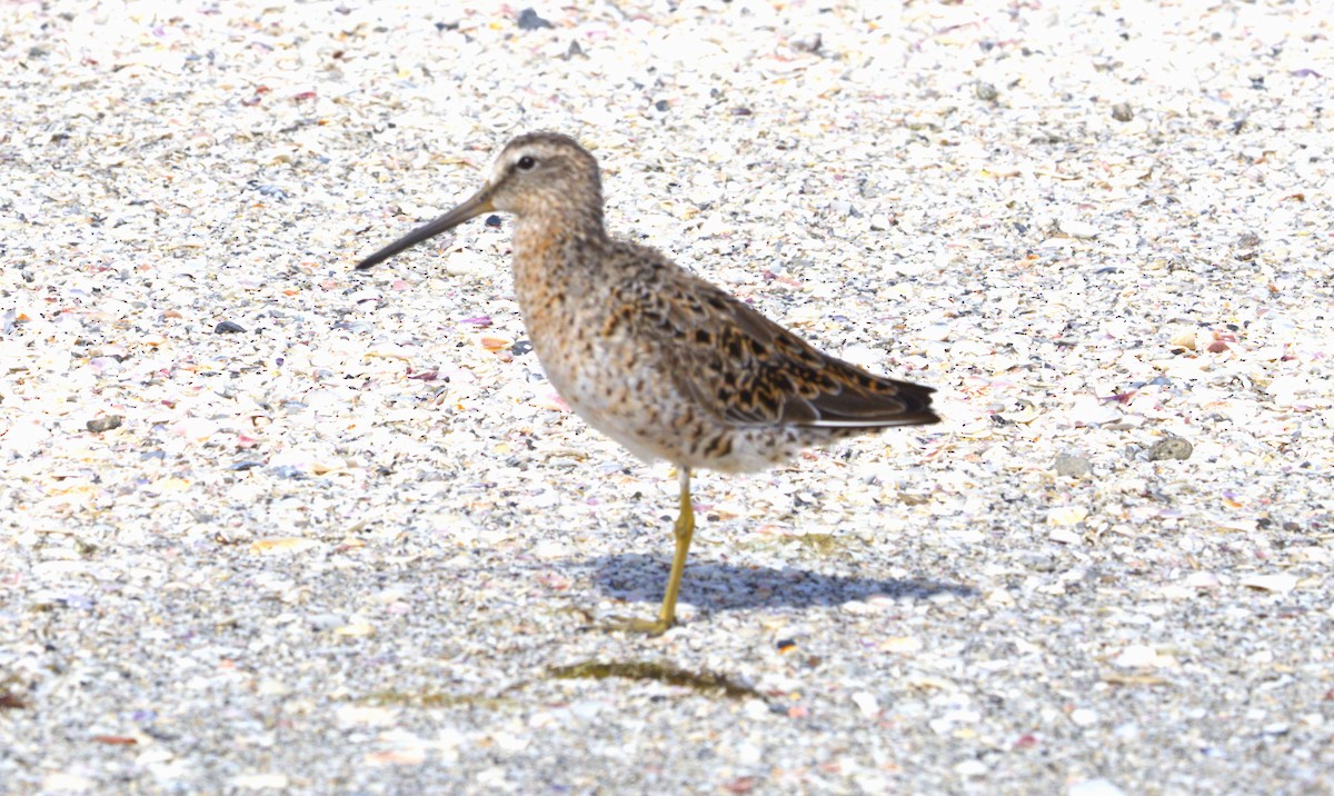 Short-billed Dowitcher - Hap Ellis