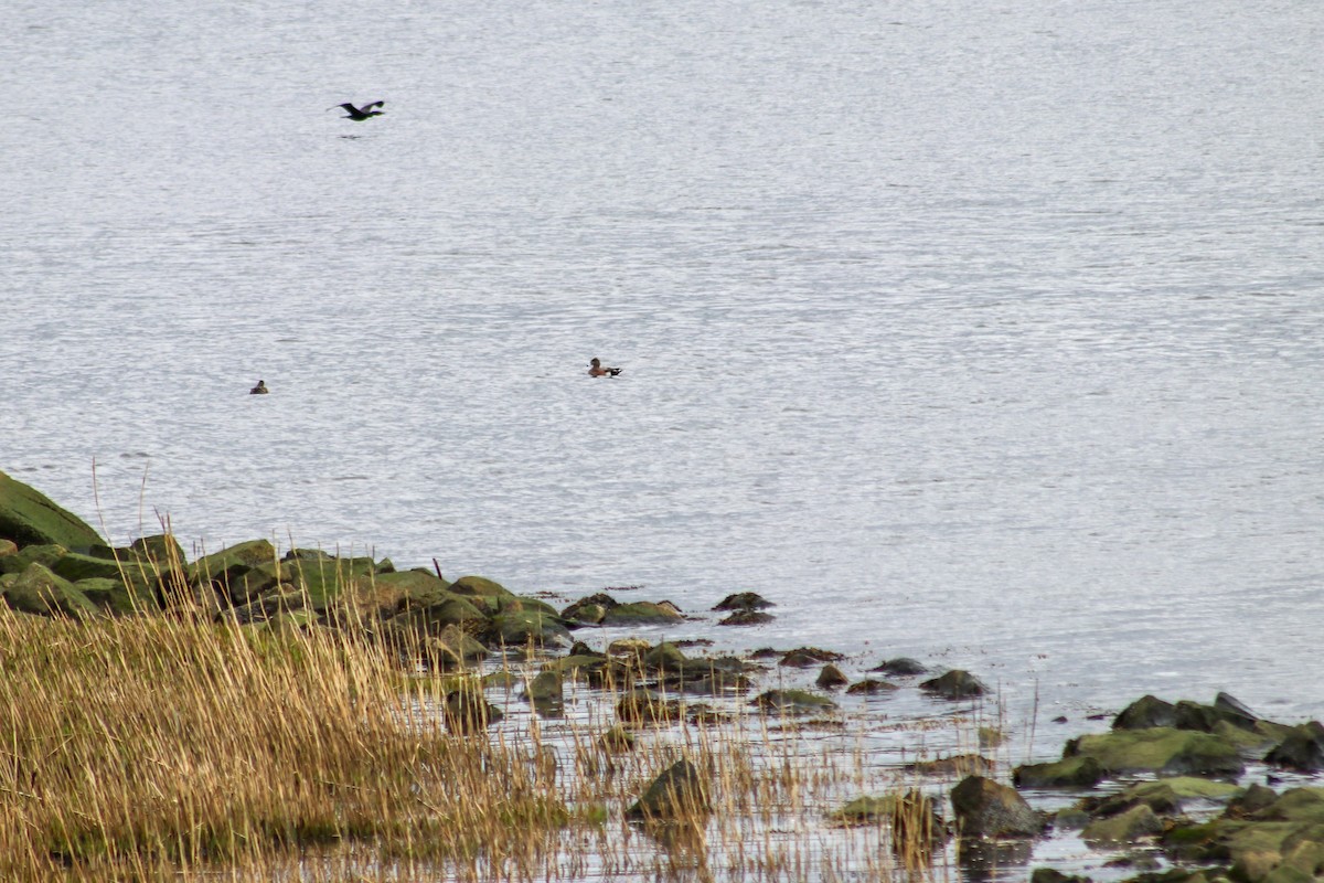 American Wigeon - ML617309840