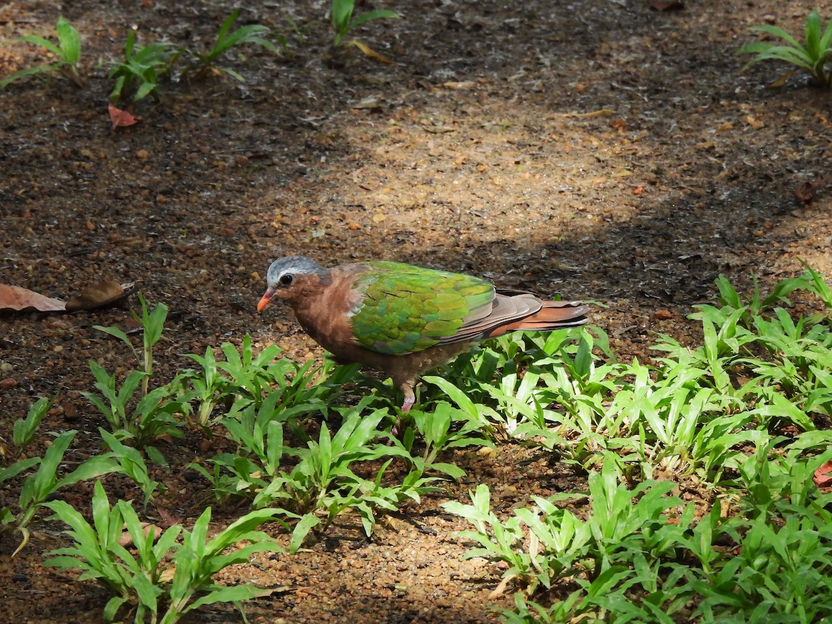 Asian Emerald Dove - ML617309847