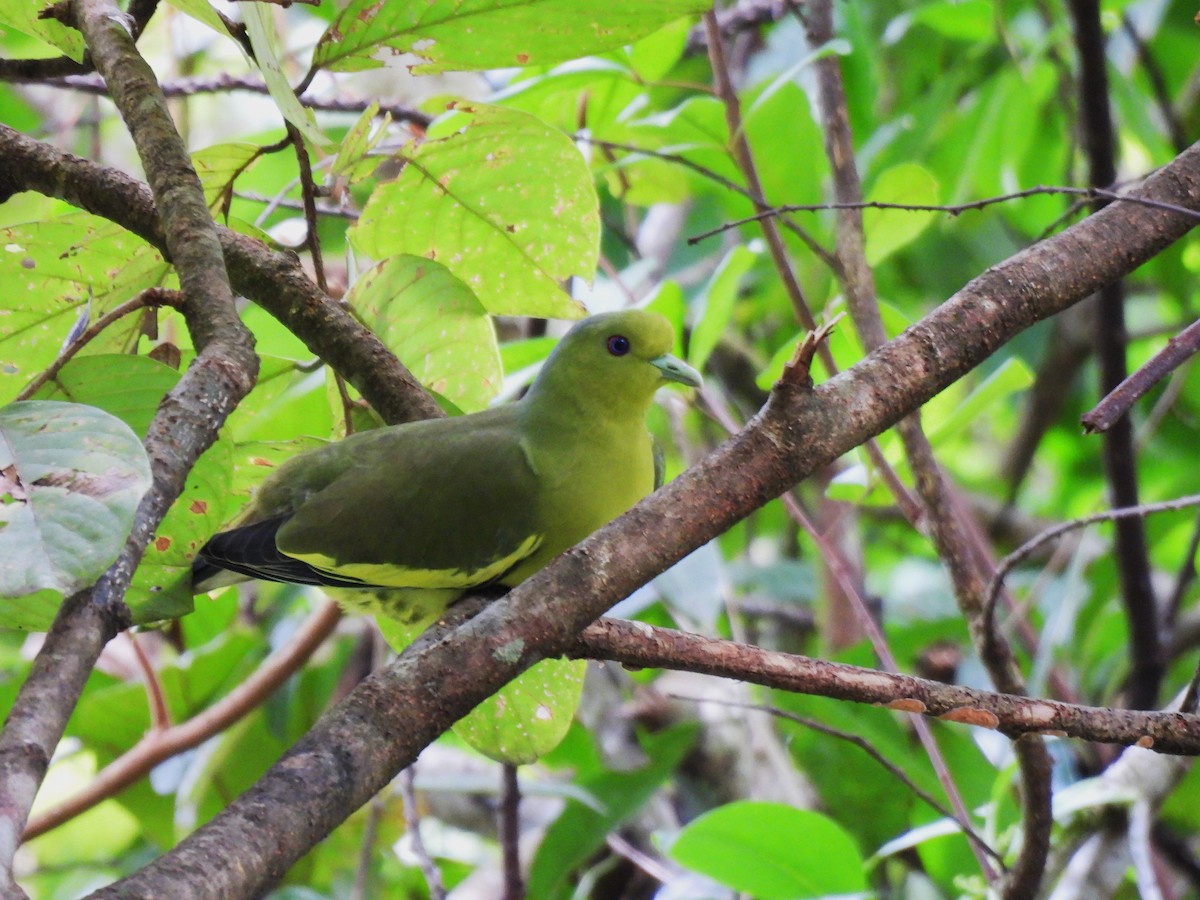 Orange-breasted Green-Pigeon - ML617309859