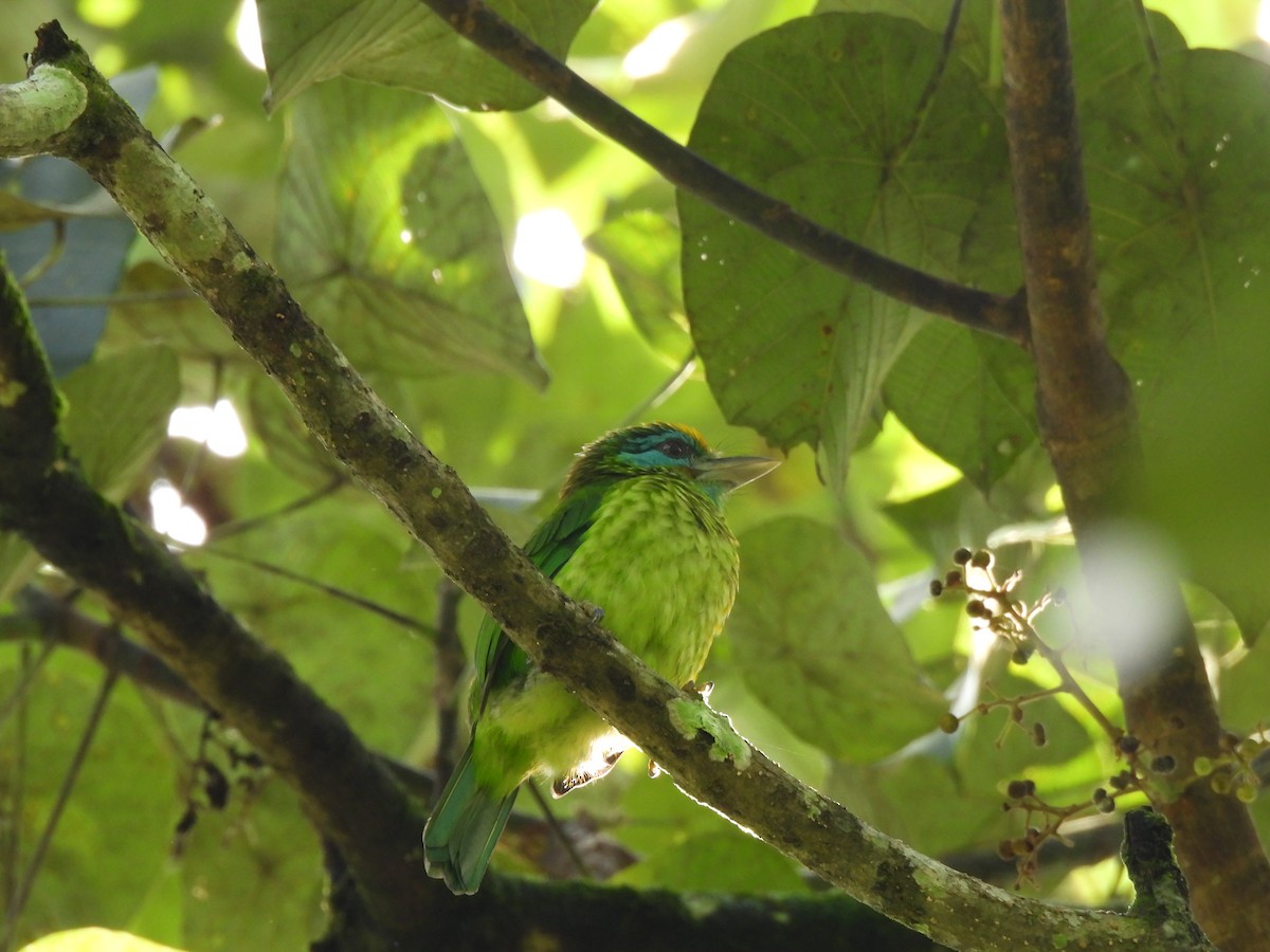 Yellow-fronted Barbet - ML617309885