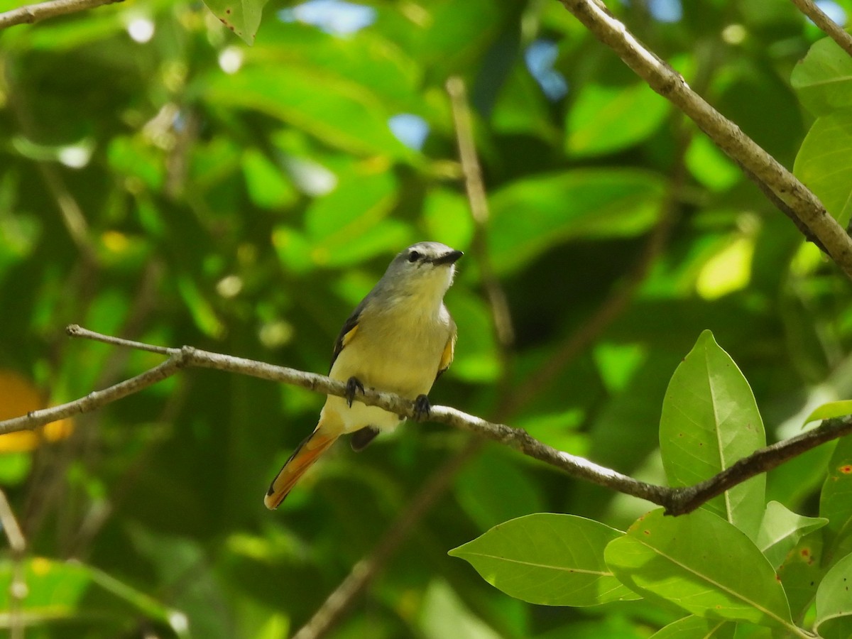 Small Minivet - ML617309909