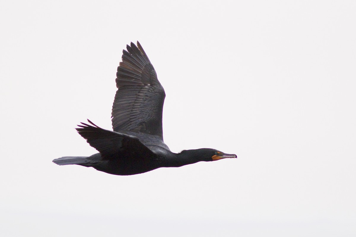 Double-crested Cormorant - Doug Hitchcox