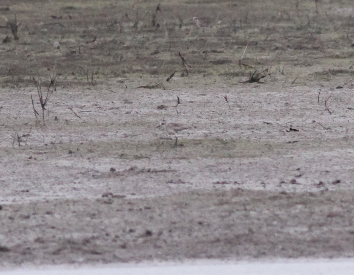 Black-bellied Plover - ML617309922