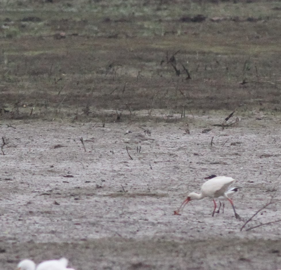 Black-bellied Plover - Ron Weeks