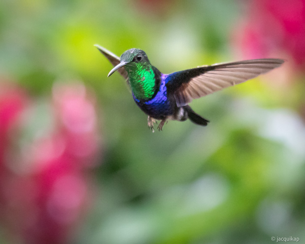 kolibřík nymfový - ML617309930