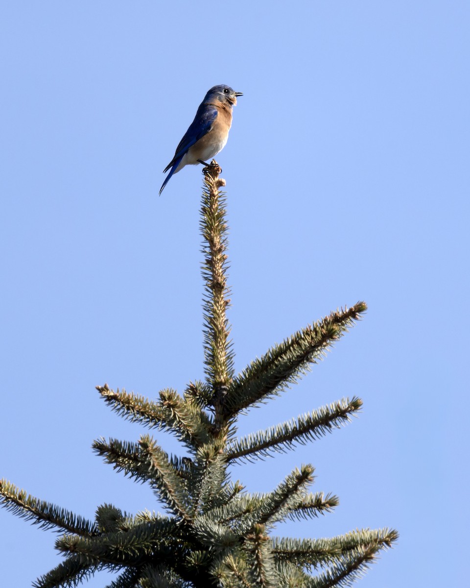 Eastern Bluebird - ML617309940