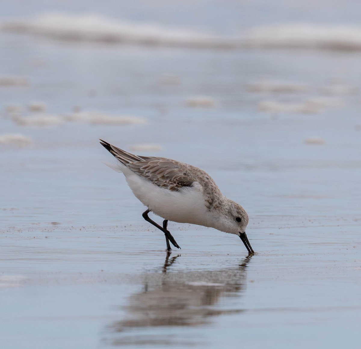 Sanderling - ML617309945